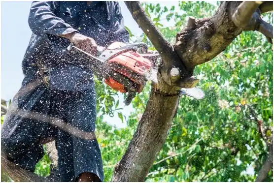 tree services Union Hill-Novelty Hill
